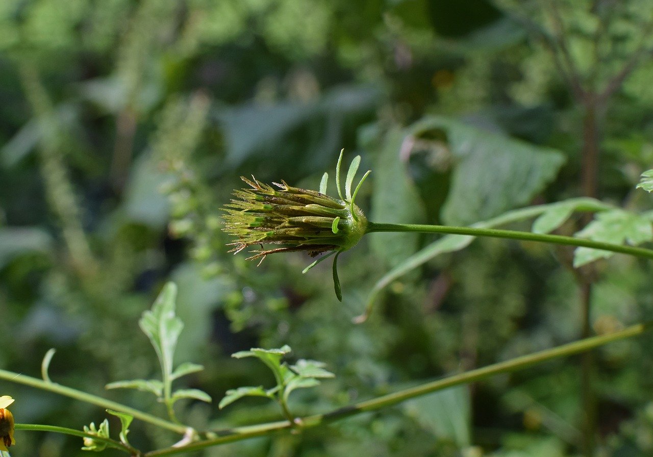 jacob-ragweed-seed-pods-2769934_1280.jpg