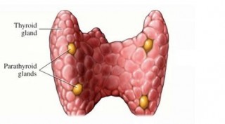 What are Parathyroid Glands? -  What are Parathyroid Glands?